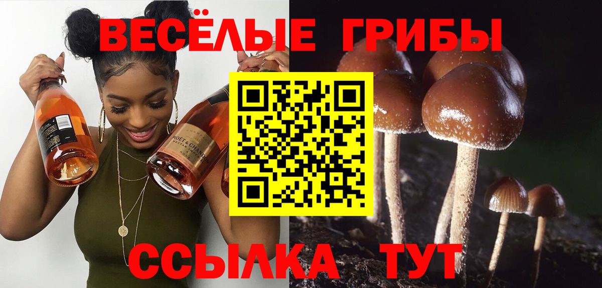 Псилоцибиновые грибы Psilocybine cubensis Саранск
